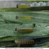 melit didyma larva1 volg2